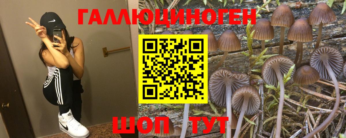Ачхой-Мартан  Галлюциногенные грибы MAGIC MUSHROOMS  Псилоцибиновые грибы Psilocybe  Вход с VPN 